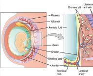 Kada formuojasi placenta nėštumo metu, vystymosi norma ir patologija Kiek laiko formuojasi nėštumo metu?