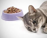 고양이 오줌 피 : 원인, 증상 및 치료